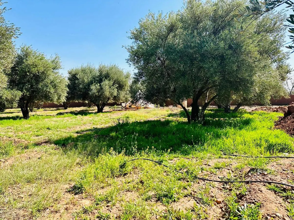 马拉喀什 La Ferme Des Tipis Marrakech酒店 摩洛哥